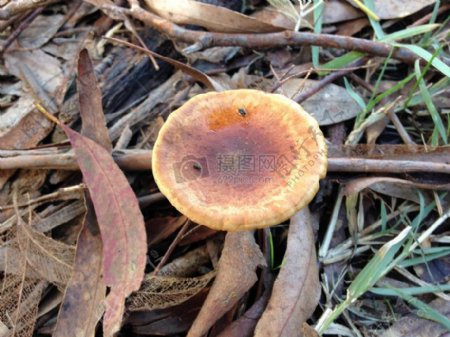 野外的蘑菇菌