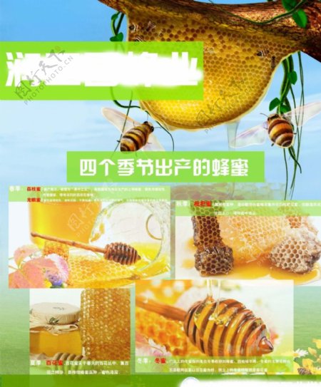 蜂蜜展板图片
