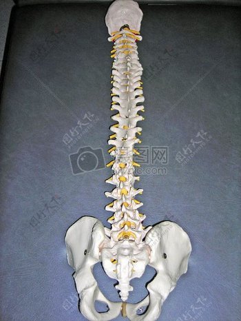 医用的脊柱骨架