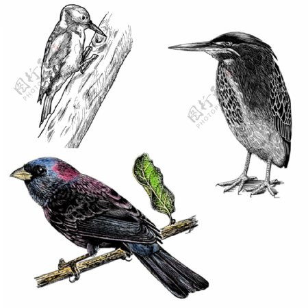 三只不同种类的鸟啄木鸟翠鸟麻雀