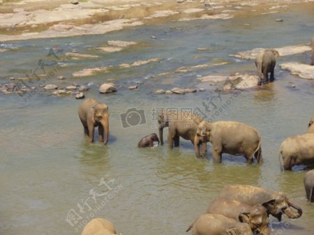 河面上的大象群