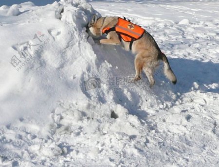 白雪中的狼狗