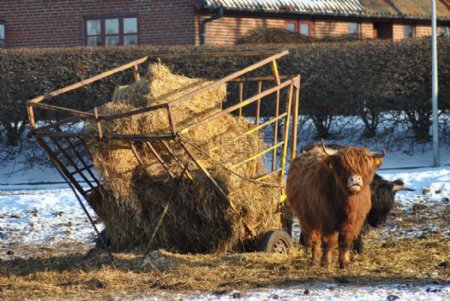冬季里的小牛