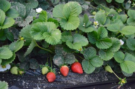 温棚中的草莓特写镜头图片