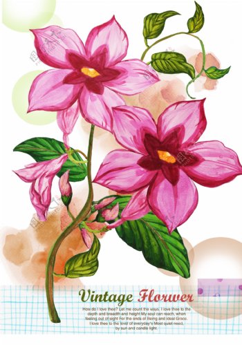 蔷薇韩式小清新手绘花卉高清