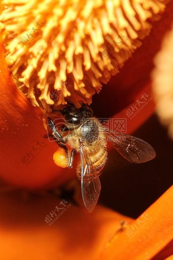 野生蜂蜜蜂S9