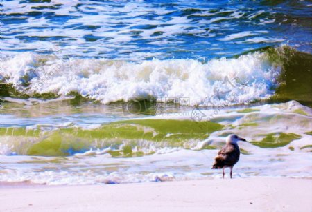 在海滩上的鸟