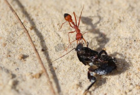 红蚂蚁拉澳大利亚本土蟑螂
