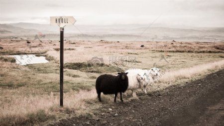 公路旁的小羊