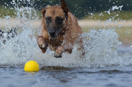 在水里奔跑的狗