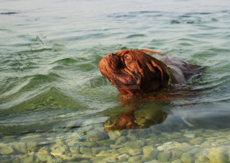 在海水里玩耍的小狗