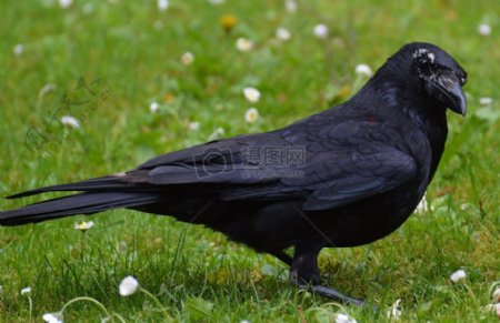草地上的黑色小鸟