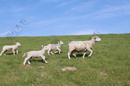 草地上奔跑的小羊