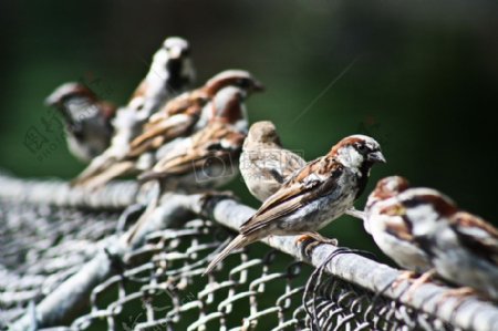 铁丝网上的鸟