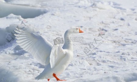在雪地上行走的天鹅