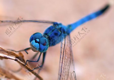稻草上的蓝蜻蜓