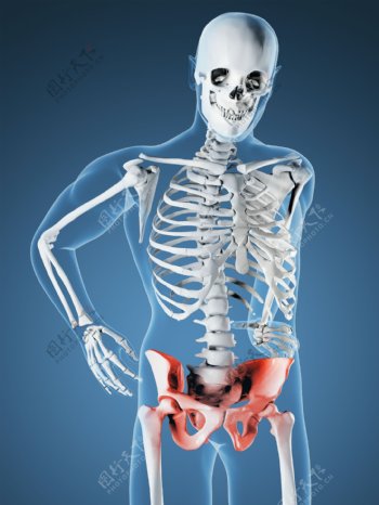 腰部X光图像图片