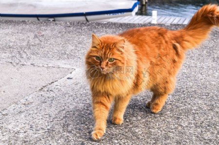 奔跑着的橙色猫