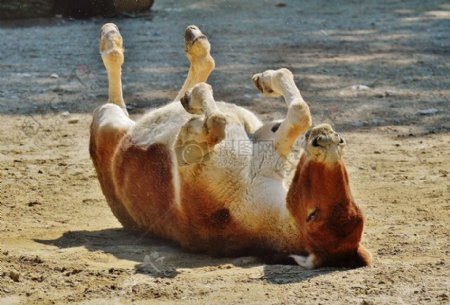 躺在地上的驴子