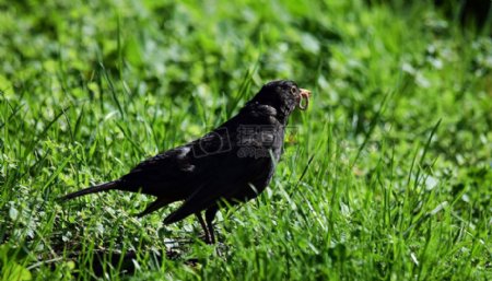 草地上的黑鸟