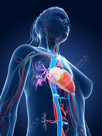血管心脏器官图片