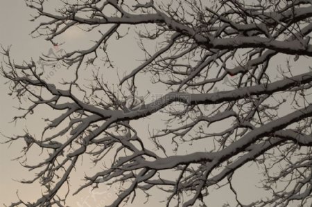 落满雪的树枝