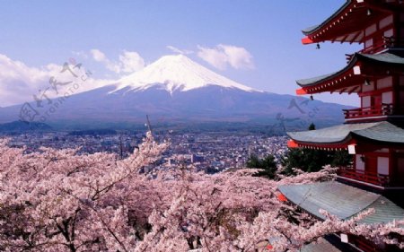 日本富士山樱花风景图片
