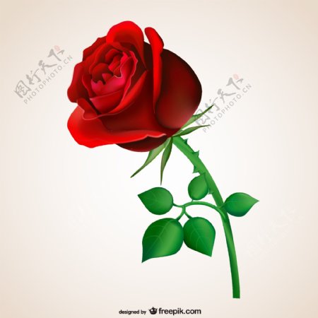 精美红色玫瑰花枝矢量素材