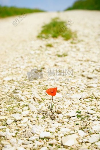 石头路上的小红花