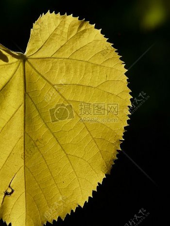 黄色锯齿树叶