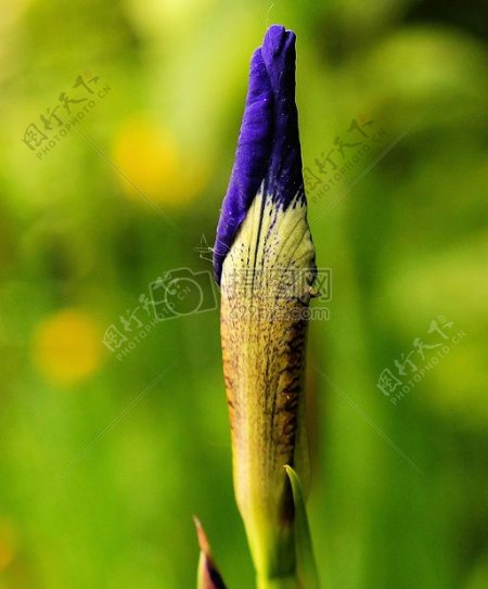 美丽的紫色花朵