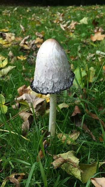 草地上的一个蘑菇
