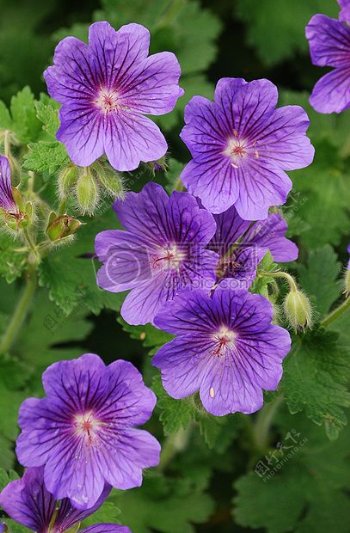 美丽的紫色天竺葵