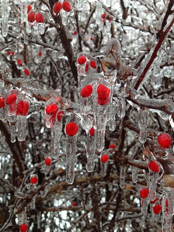 自然冬天树枝冰树浆果冰浆果