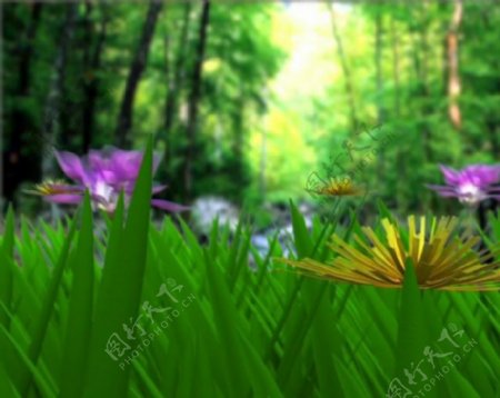唯美森林植物鲜花素材动态视频素材