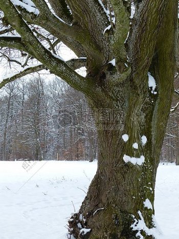 雪中孤独的树木