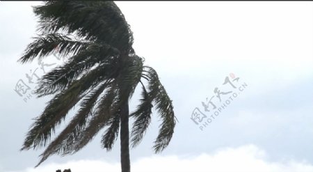台风来袭雨天棕榈树抵挡大风实拍高清视频素材