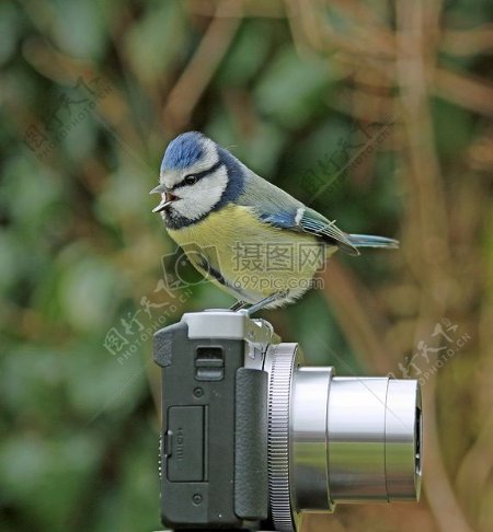 站在相机上的鸟