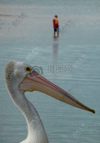 河面散步的鹈