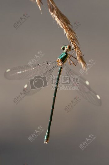 纤细可爱的蜻蜓