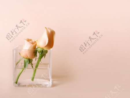 玻璃水杯里的玫瑰花