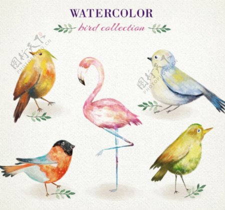 5款水彩绘鸟类设计矢量素材