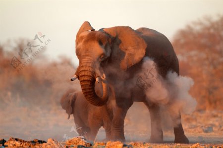 非洲象图片