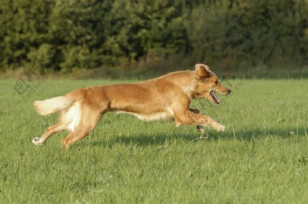 在草地上奔跑的狗图片
