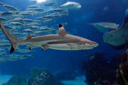 海底鲨鱼群图片