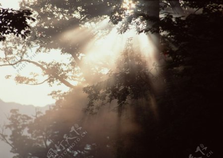 阳光照射的树木图片