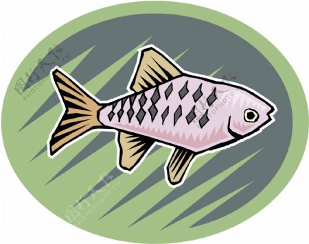 五彩小鱼水生动物矢量素材EPS格式0507