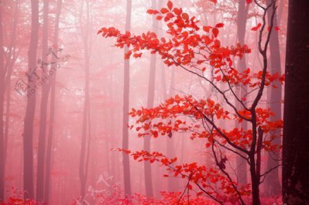 雾中红叶图片