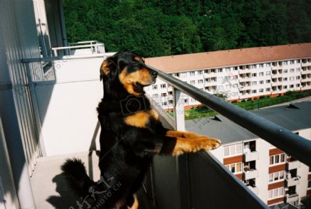 趴在阳台上眺望的小狗