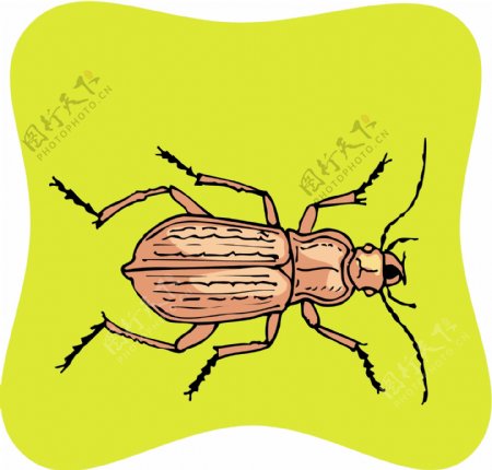 甲虫昆虫矢量素材EPS格式0290